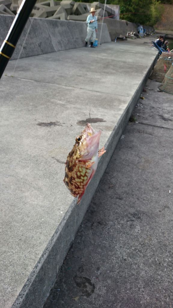 魚